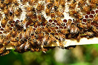 Rincian Biaya Modal Usaha Ternak Lebah Madu dan Keuntungannya