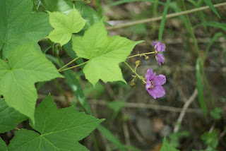 Ronce odorante - Rubus odoratus