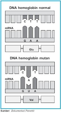  Salah satu referensi mutasi gen pada insan yang mengakibatkan terjadinya perubahan fungsi ak Pintar Pelajaran Contoh Mutasi Gen dan Kromosom pada Manusia : Mekanisme / Proses Terjadinya Sickle–cell Anemia