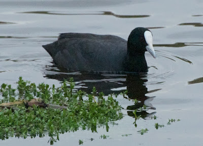 Common Coot (Fulica atra)