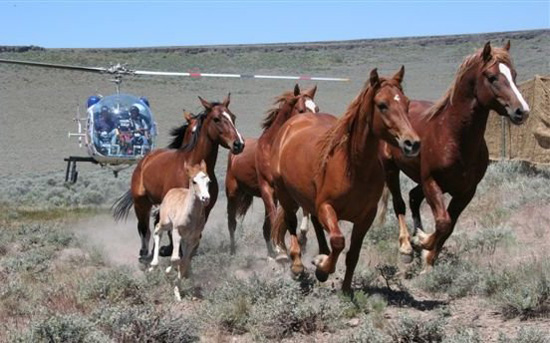 horses running free. horses running free.