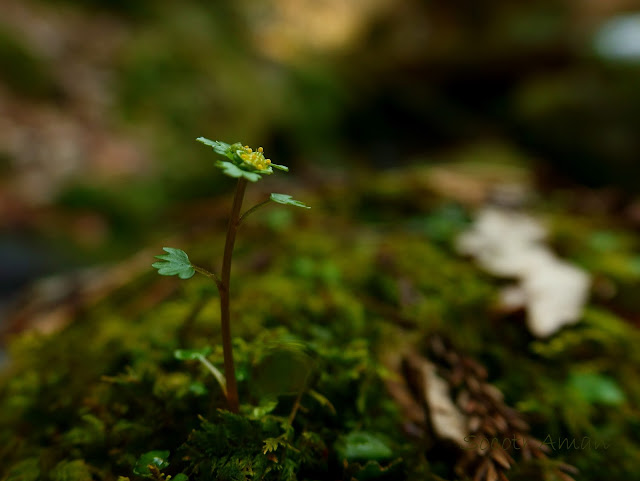 Chrysosplenium flagelliferum