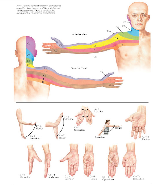 Dermatomes of Upper Limb and Segmental Nerve Function Anatomy