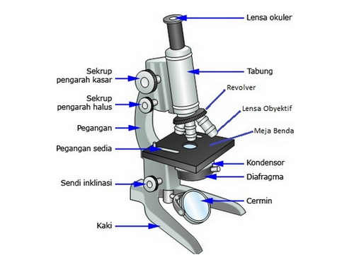 Bagian Bagian Mikroskop  dan Fungsinya  beserta  Gambarnya 