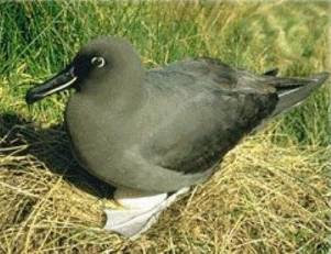 albatros oscuro grande Phoebetria fusca aves de las islas del sur