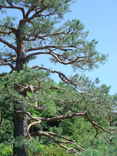 Japanese Tree