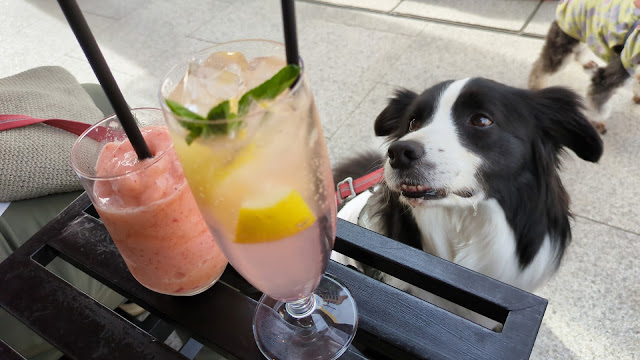 保護犬 ボーダーコリー トーマ カフェカルマン