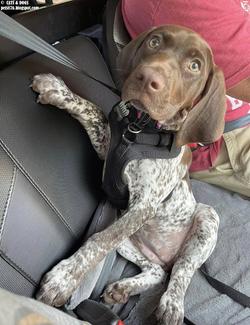 german shorthaired pointer