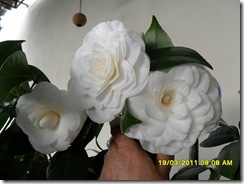SAM_1908