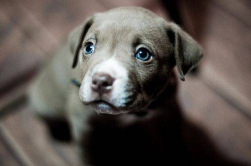 adorable-pups-4