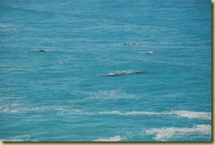 Four whales