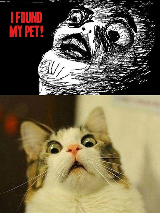 I Found My Pet Cat - Epic Face!