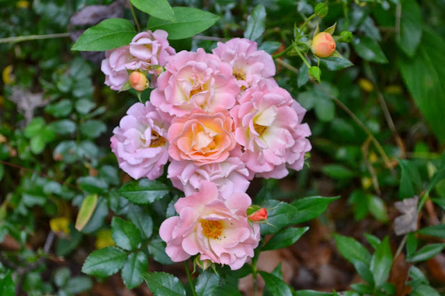 peach Drift rose, http://growingdays.blogspot.com