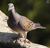 tórtola europea (Streptopelia turtur)​