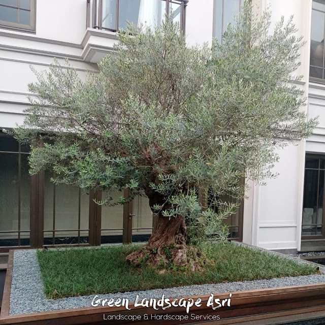 Jual Olive Tree Surabaya Garansi Tanaman Mati Terjamin