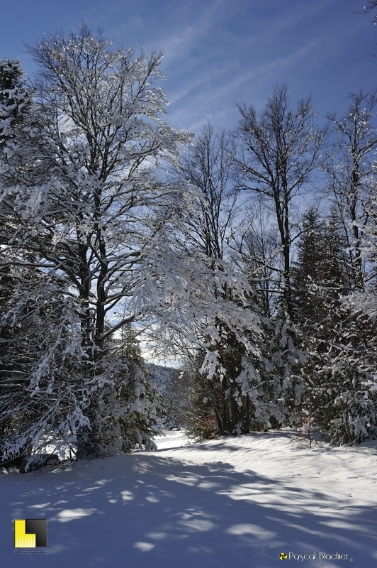 arbres dans la neige vercors 2013 photo blachier pascal