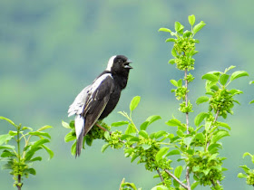 bobolink