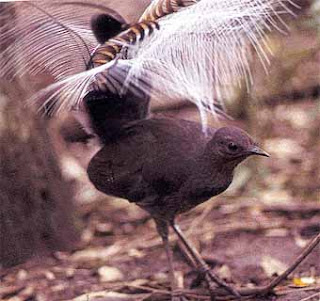 Lyre Bird Picture