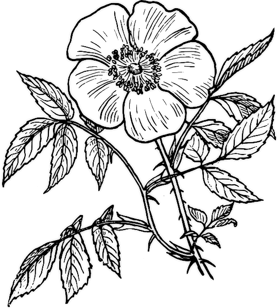 Roses Coloring Pages