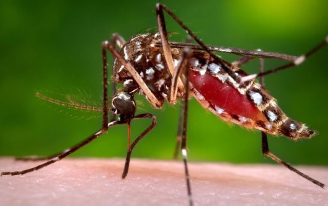 La planta que ahuyenta rápidamente los mosquitos y moscas de tu hogar