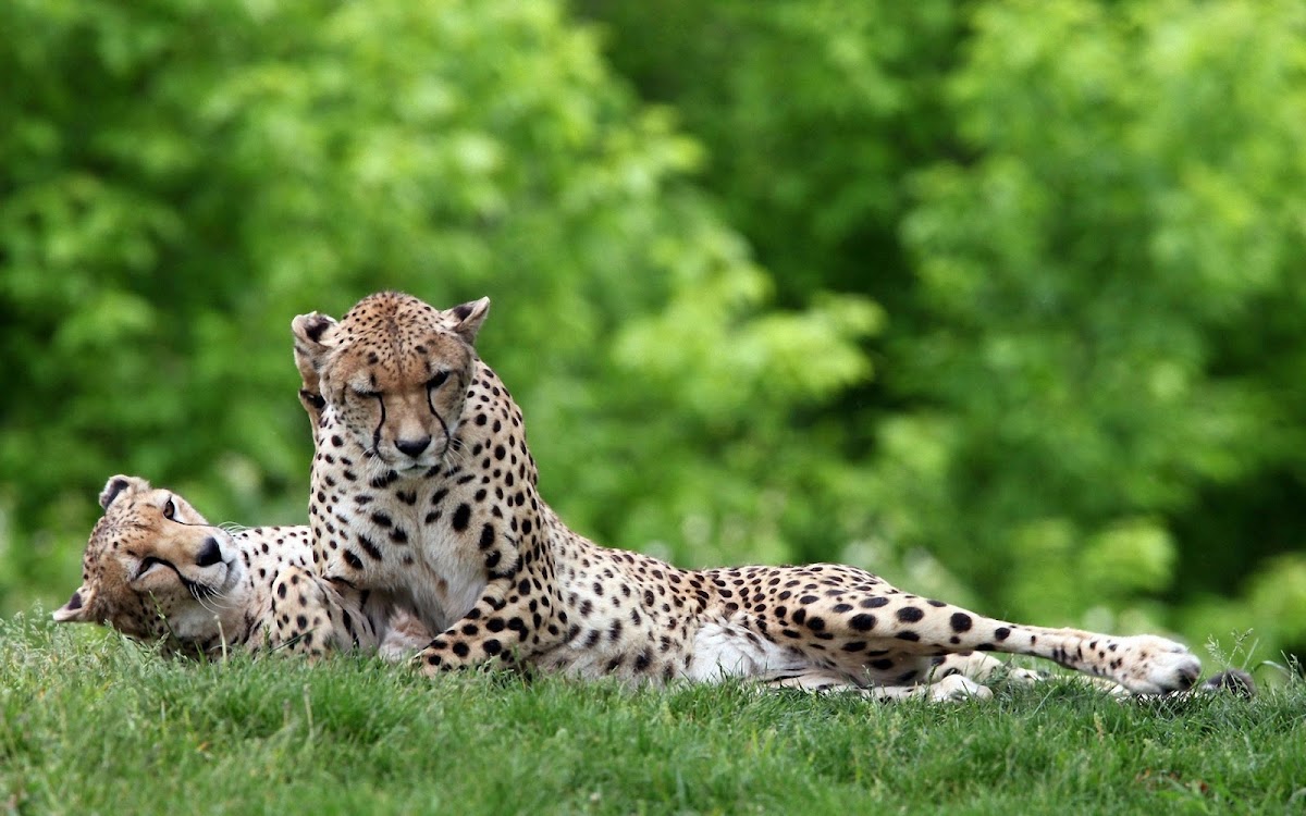 Relaxing Jaguars Widescreen Wallpaper