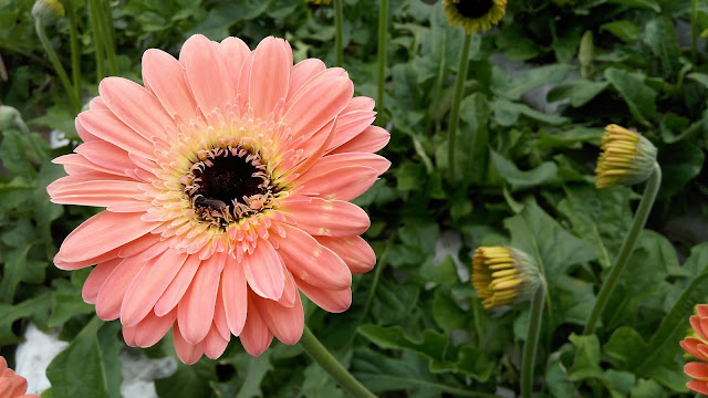 Gerbera Daisy @ Cameron Highland (Pink Color) 