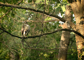 Immature red-tailed hawk in Tompkins Square.