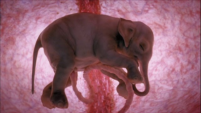 Elefante no útero da mamãe.