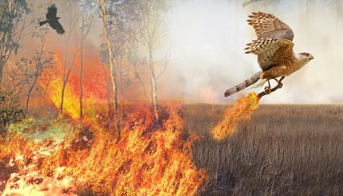 Why Do These Birds Intentionally Spread Fire In The Forest? | This Is How Birds Use Fire | Amazing Trick
