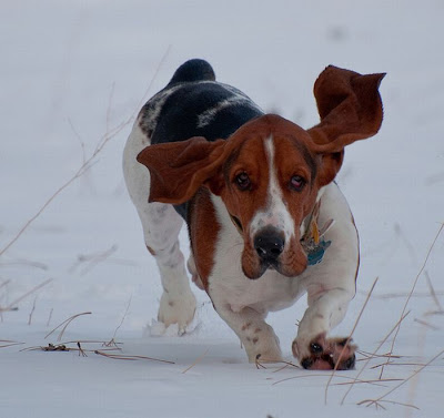 Running Basset Hounds Seen On www.coolpicturegallery.us