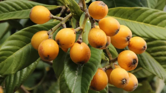 Great loquat fruit benefits for maintain a healthy pregnancy.