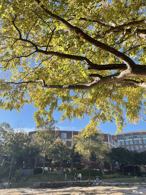 Another view of the tree beside the river with the yellow leaves. On the opposite side of the bank are city buildings.