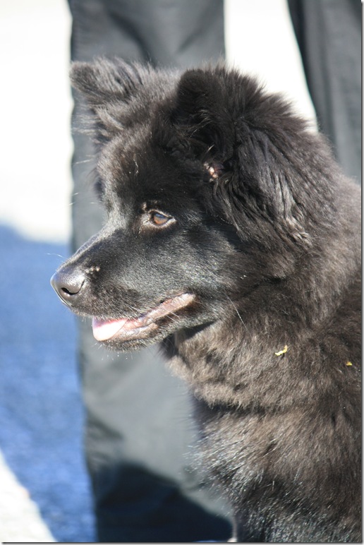 Lapphundtreff 19.09.09 022