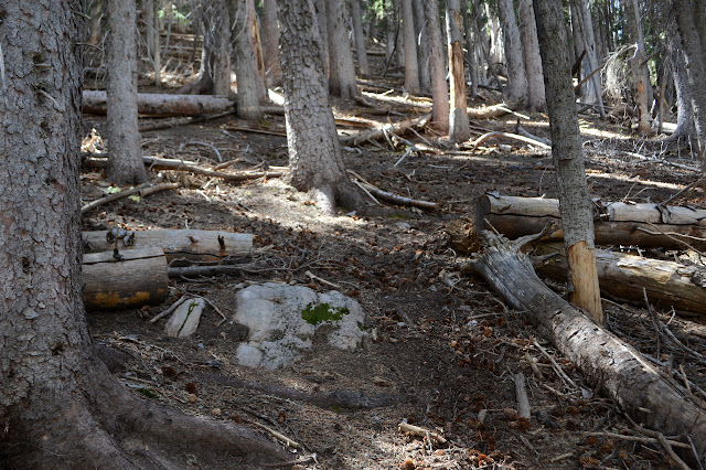 some cut logs