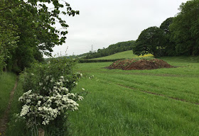 Path to Nash.  From Jackass Lane to Fortune Bank Farm.  2 June 2016.