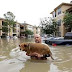 Houston’s flooding shows what happens when you ignore science and let developers run rampant