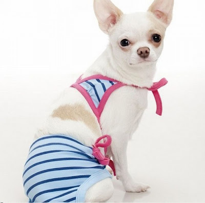 Funny Photos of Dogs in Bikinis