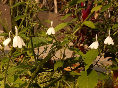 白鶴靈芝