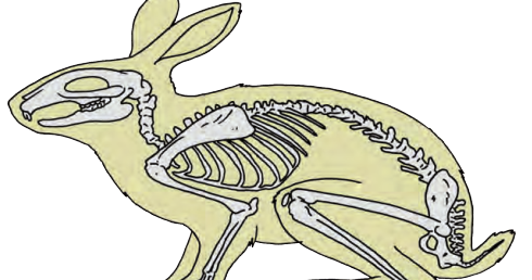 Organ Gerak Hewan  Vertebrata  Halaman 13 Belajar