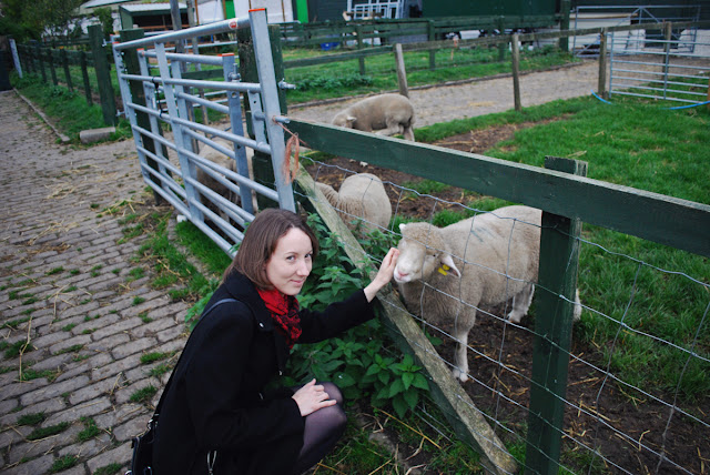 Stroking the sheep - Gorgie City Farm