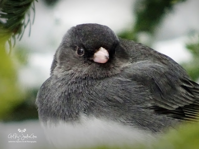 Junco