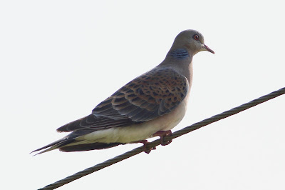 Oriental Turtle-Dove