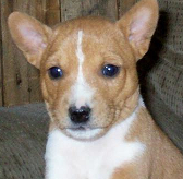 raza Basenji, perro Basenji, Basenji, cuidados Basenji, mascota Basenji