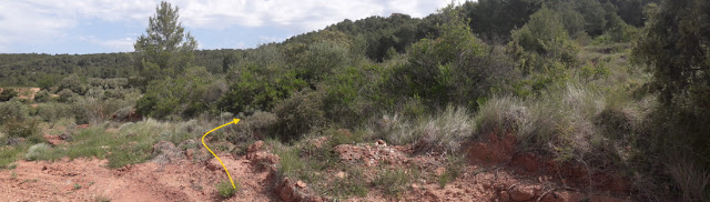 ARBRES SINGULARS A L'ALBÀ-AIGUAMÚRCIA-ALT CAMP, Camí de la Masia de Cal Manco en direcció al Maset de Cal Güell