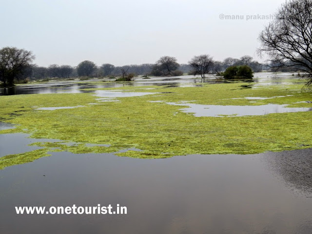 keoladeo national park , Bharatpur , Rajasthan 