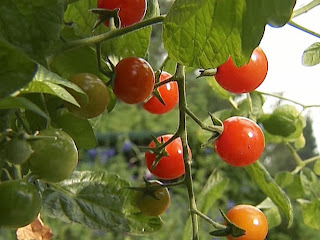 Greenhouse tomatoes - Avoid These Common Mistakes for Good Harvests!