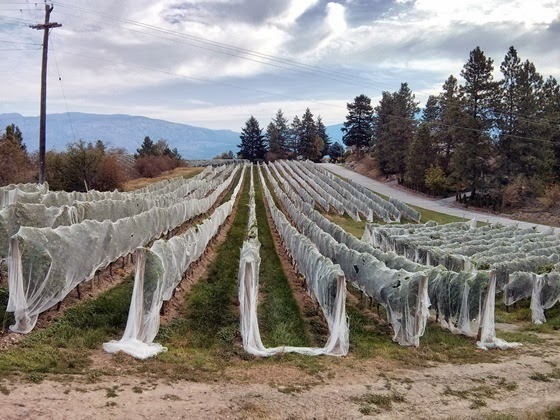 Netted vines ready for harvest at Sumac Ridge