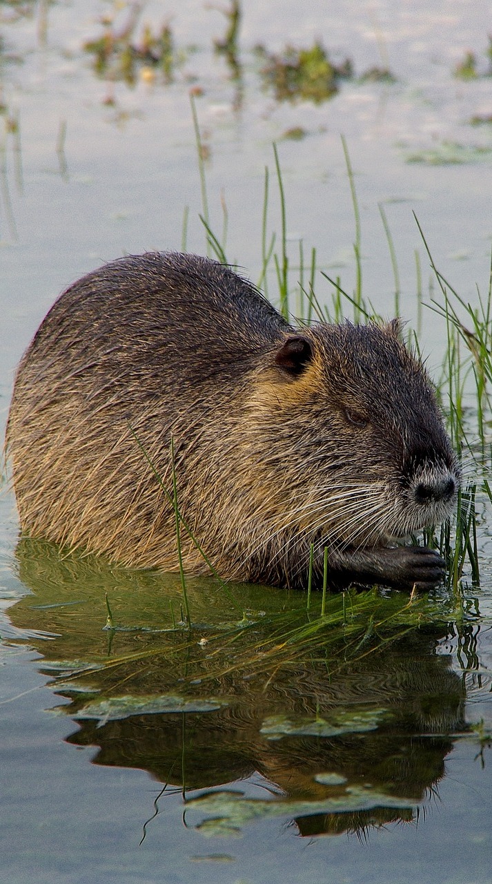 A nutria eating vegetation.