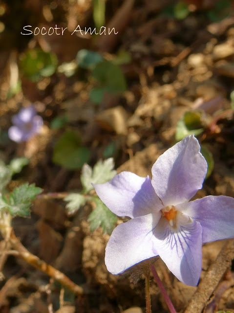 Viola grypoceras