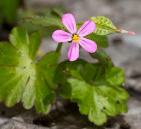 Flower of Shining Crane's-bill, Geranium lucidum, on my street in Hayes, 12 May 2013.